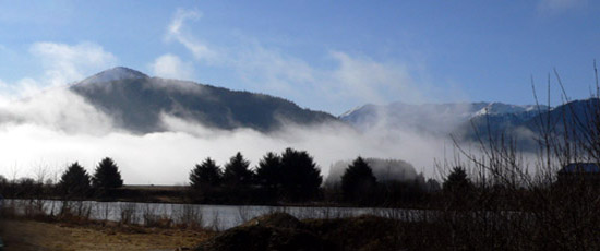 fog through trees on sunny day in southeast alaska juneau