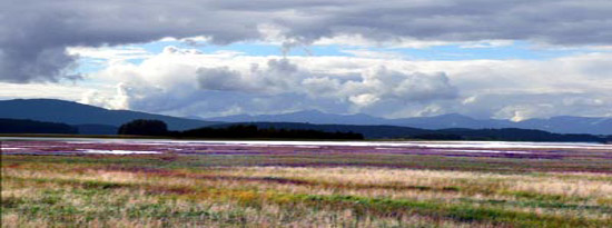 wetlands of southeast alaska juneau